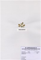 藏品(香蕉菜)的圖片